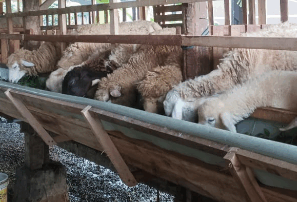 Elqimas Farm